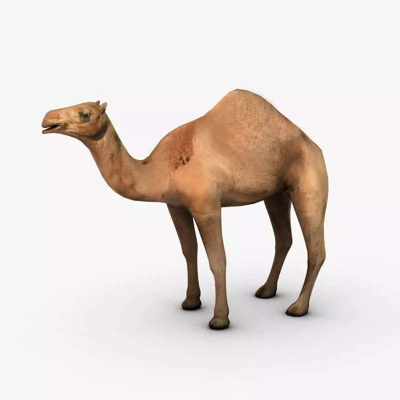 Camel Low-poly 3D model_0