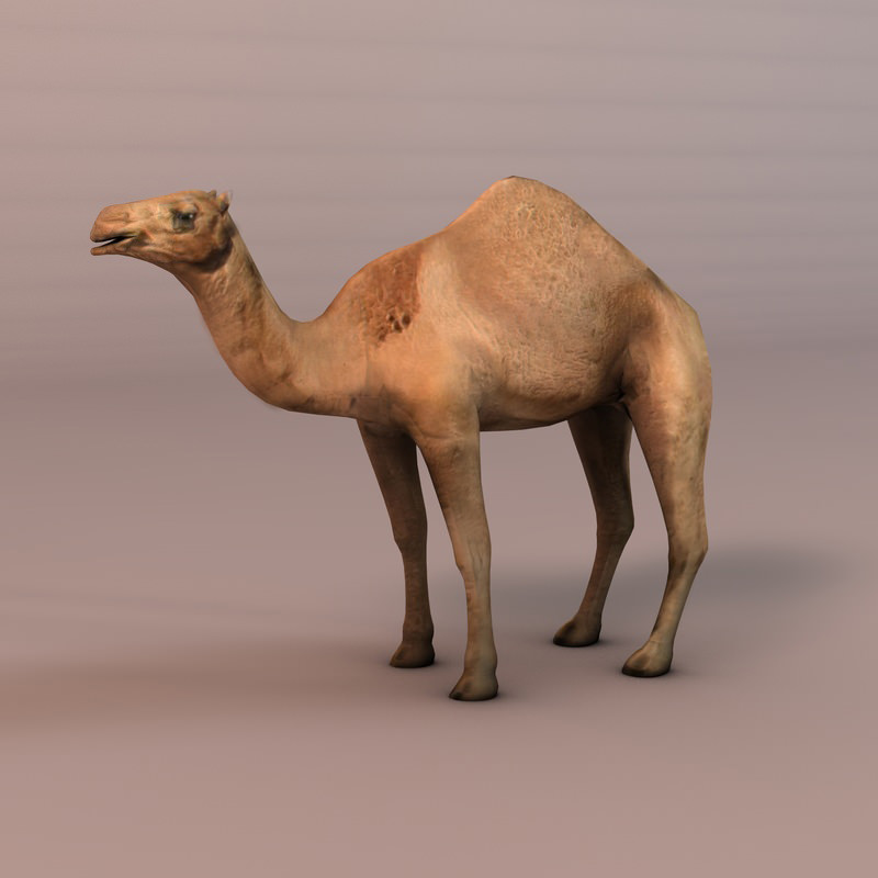 Camel Low-poly 3D model_1