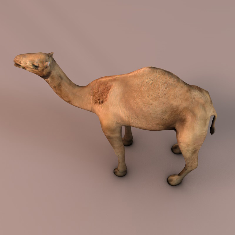 Camel Low-poly 3D model_4