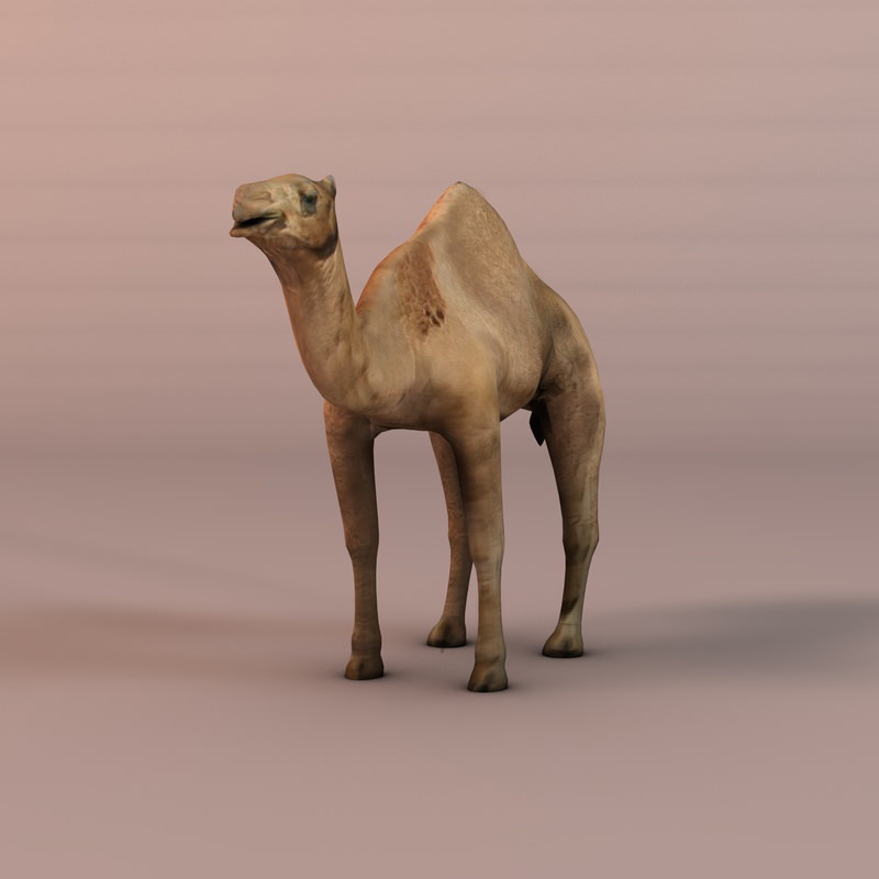 Camel Low-poly 3D model_5