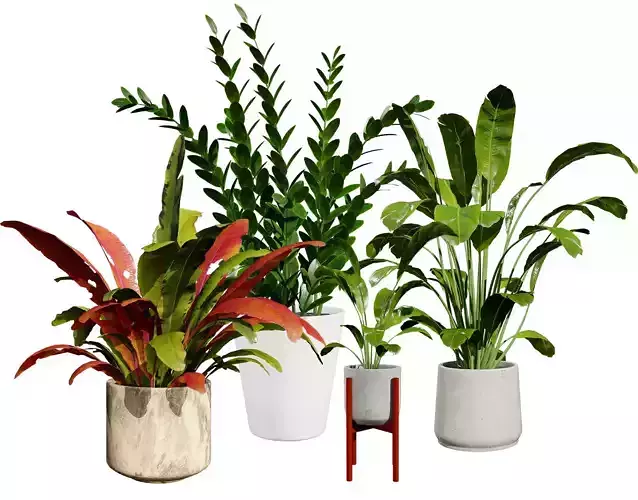 Indoor Plants 3D Model Pack Low-poly 3D model