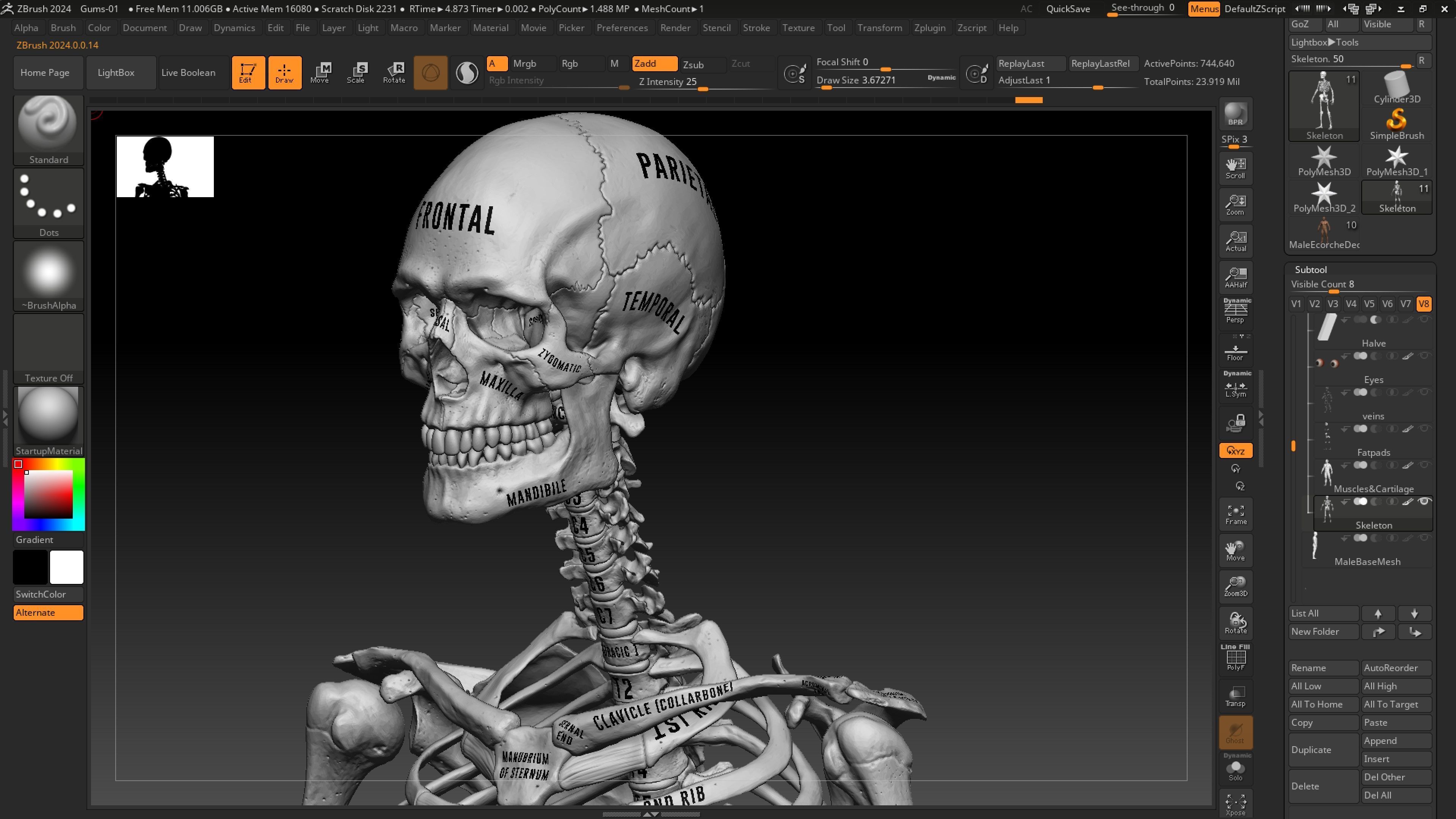 ECORCHE  Realistic Male Full Body Anatomy Model With BASE MESH 3D model_21