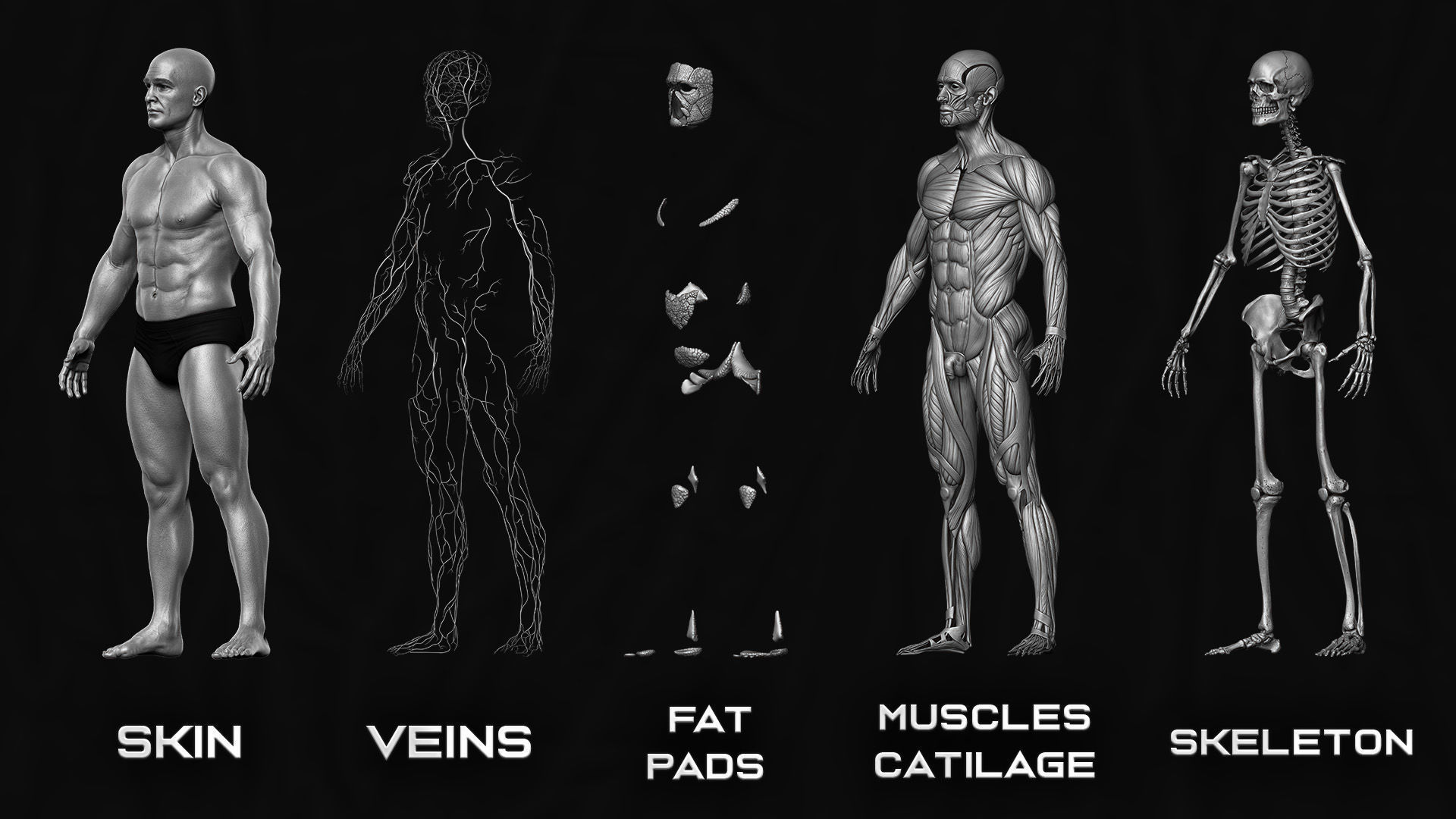ECORCHE  Realistic Male Full Body Anatomy Model With BASE MESH 3D model_6