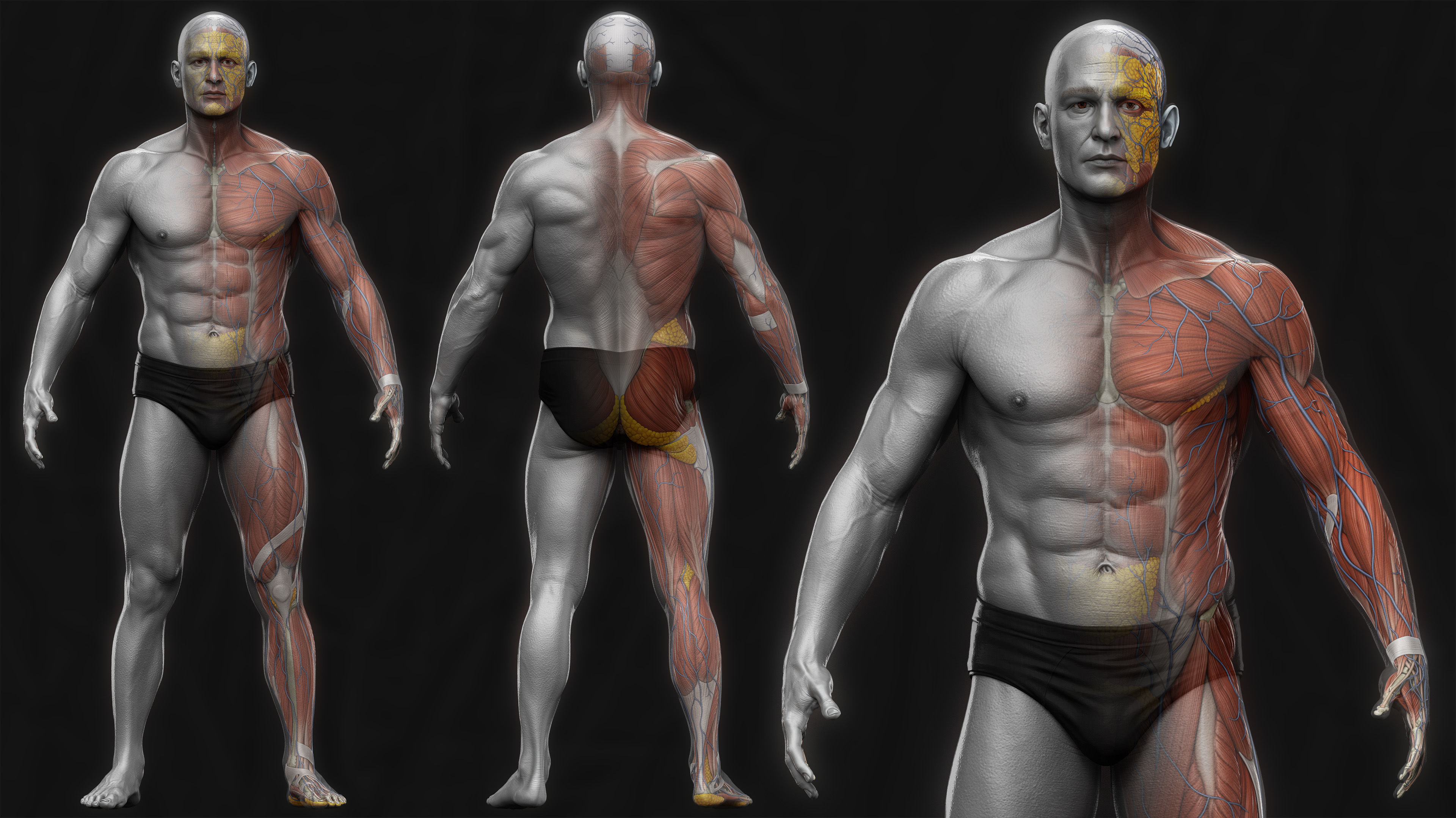 ECORCHE  Realistic Male Full Body Anatomy Model With BASE MESH 3D model_1