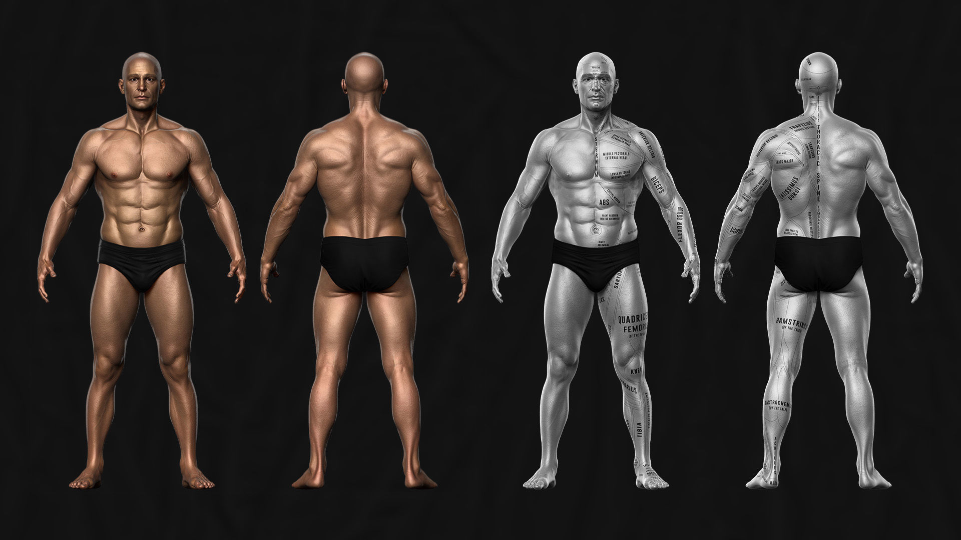ECORCHE  Realistic Male Full Body Anatomy Model With BASE MESH 3D model_7