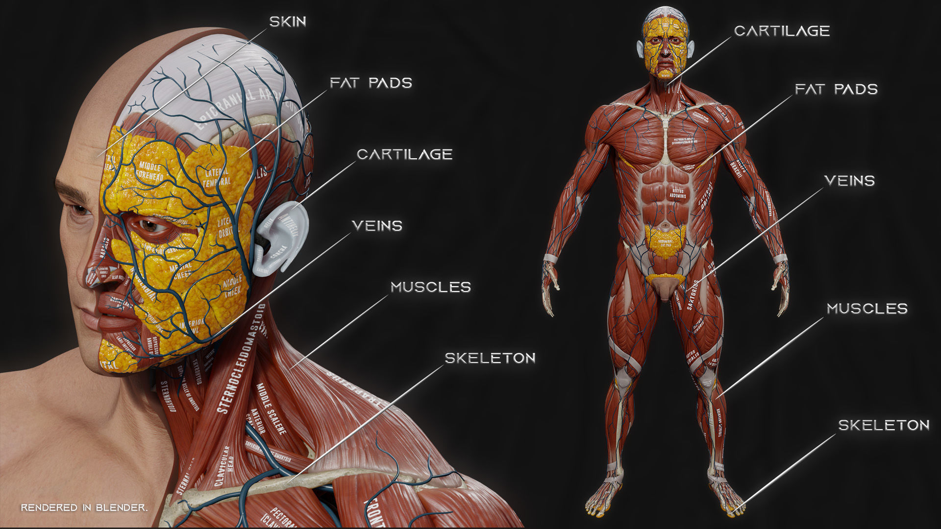 ECORCHE  Realistic Male Full Body Anatomy Model With BASE MESH 3D model_2