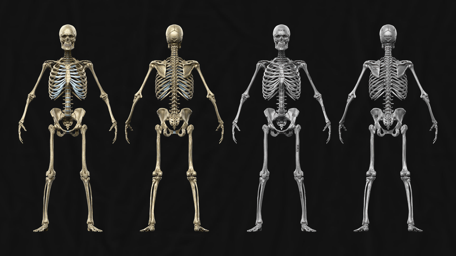 ECORCHE  Realistic Male Full Body Anatomy Model With BASE MESH 3D model_10