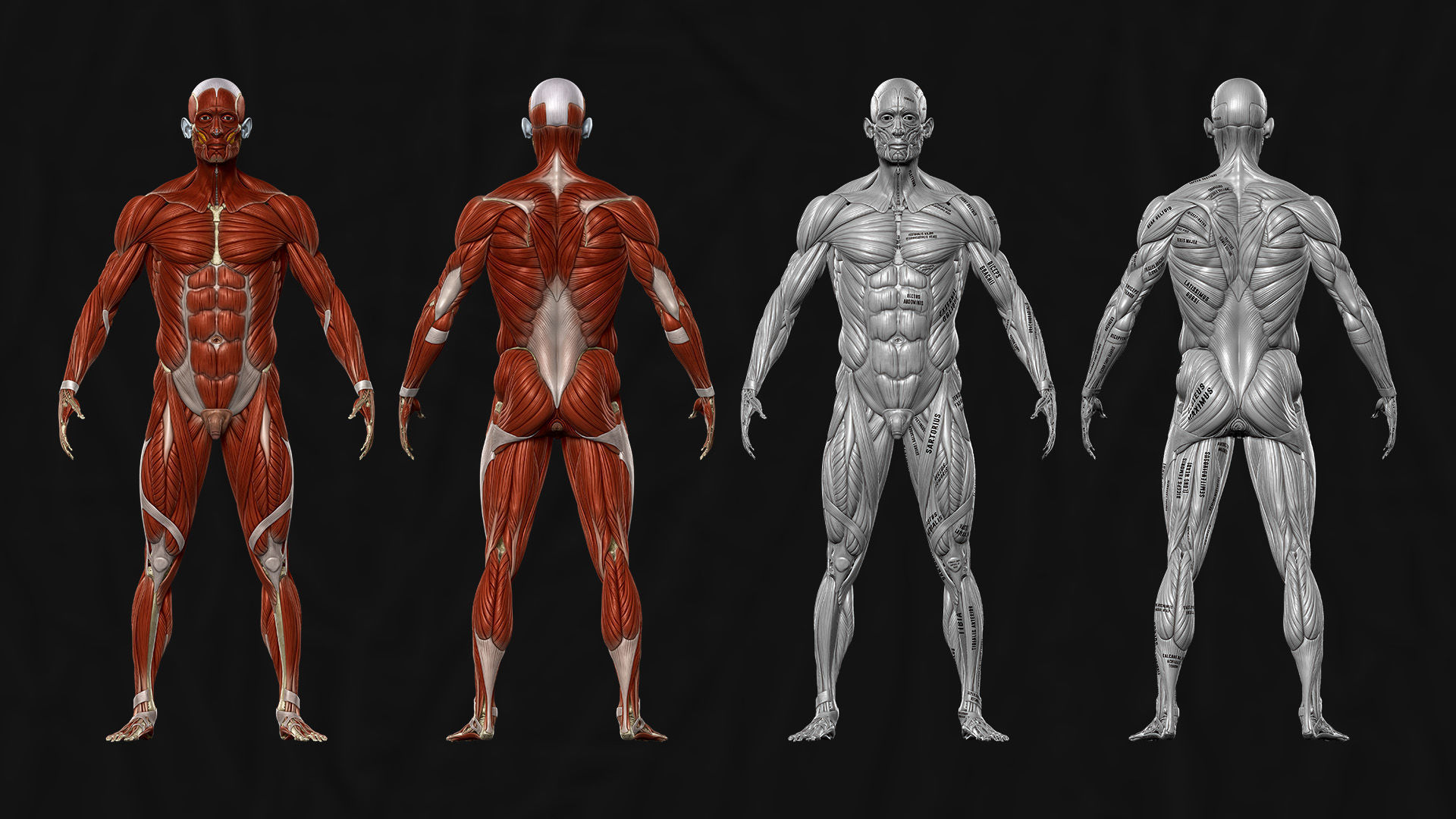 ECORCHE  Realistic Male Full Body Anatomy Model With BASE MESH 3D model_8