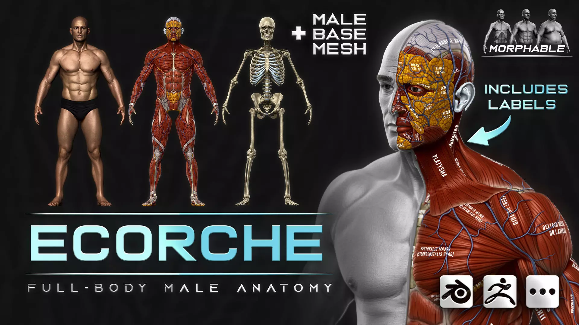 ECORCHE  Realistic Male Full Body Anatomy Model With BASE MESH 3D model_0