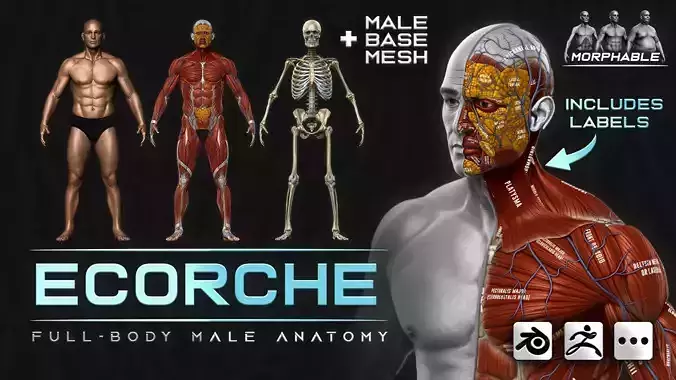 ECORCHE  Realistic Male Full Body Anatomy Model With BASE MESH 3D model