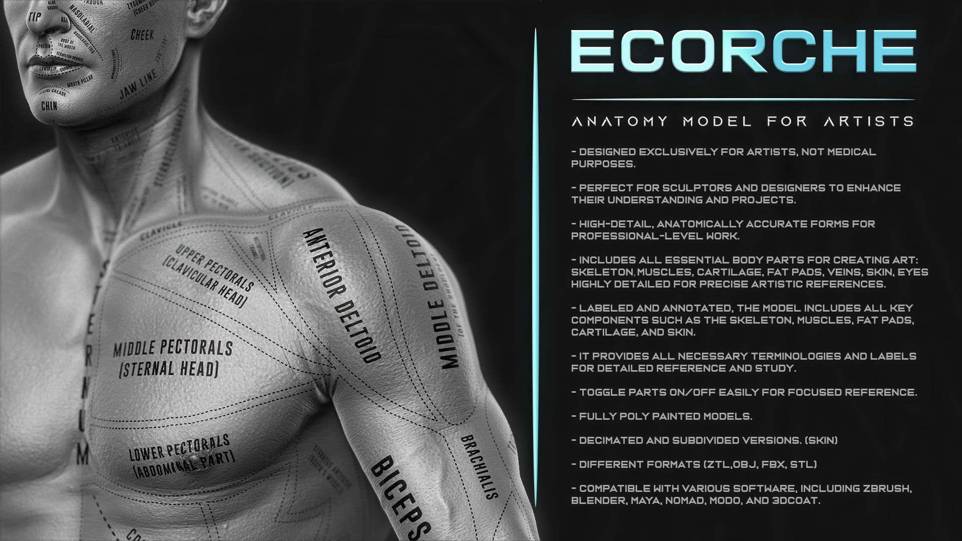 ECORCHE  Realistic Male Full Body Anatomy Model With BASE MESH 3D model_3