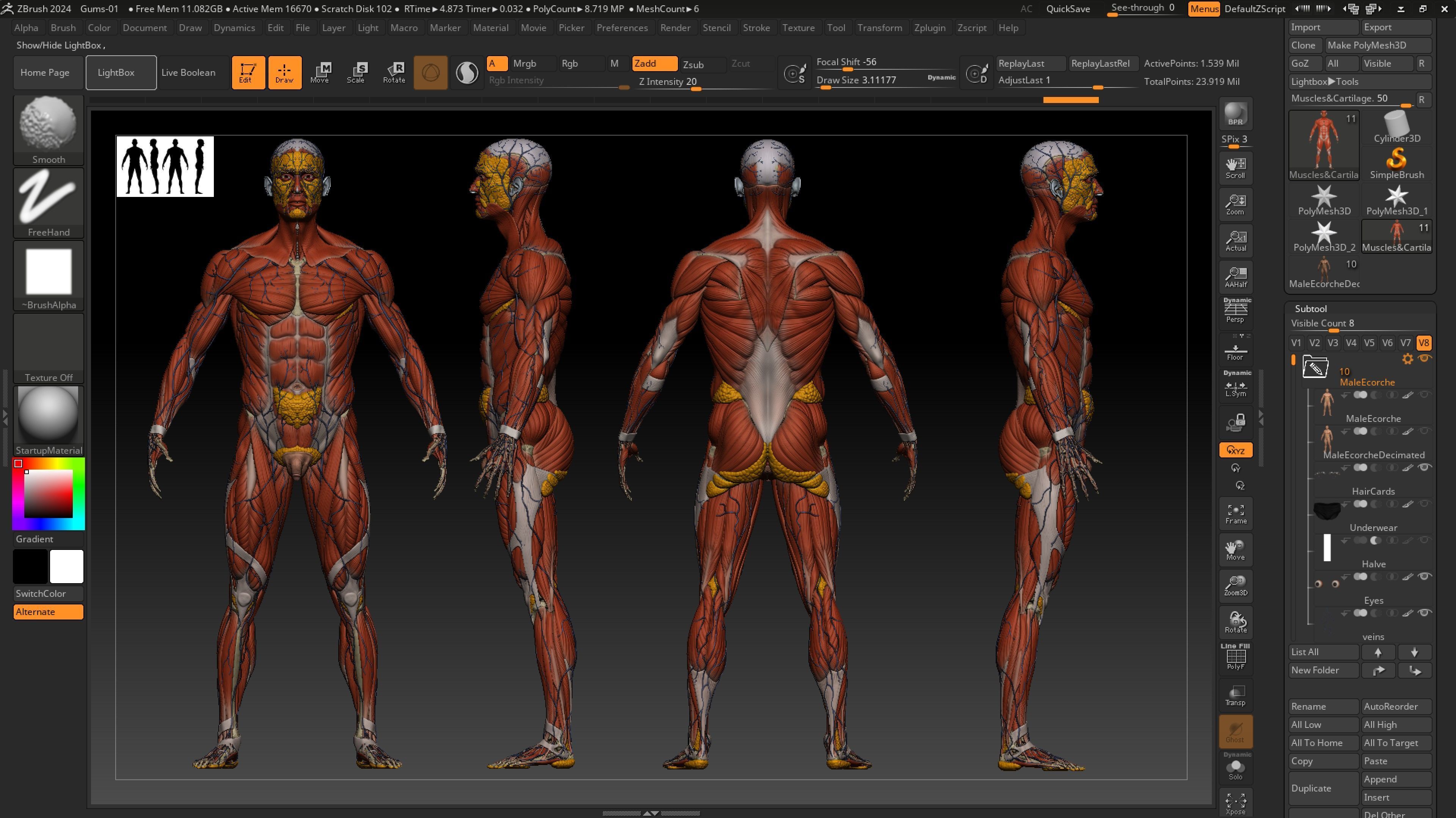 ECORCHE  Realistic Male Full Body Anatomy Model With BASE MESH 3D model_14