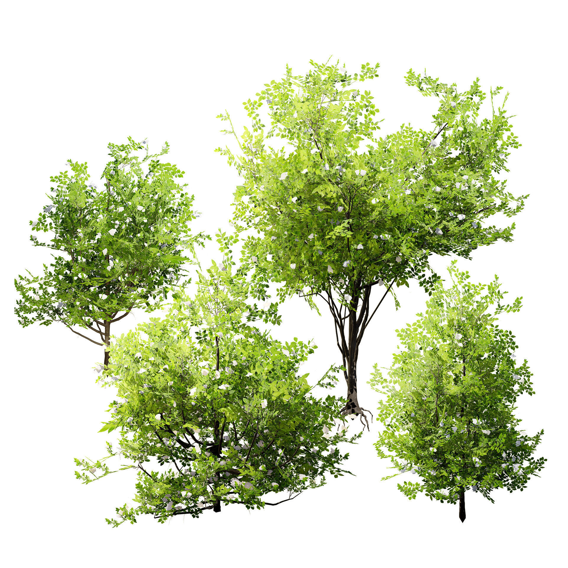 Japanese Privet 3D Model Low-poly 3D model_3