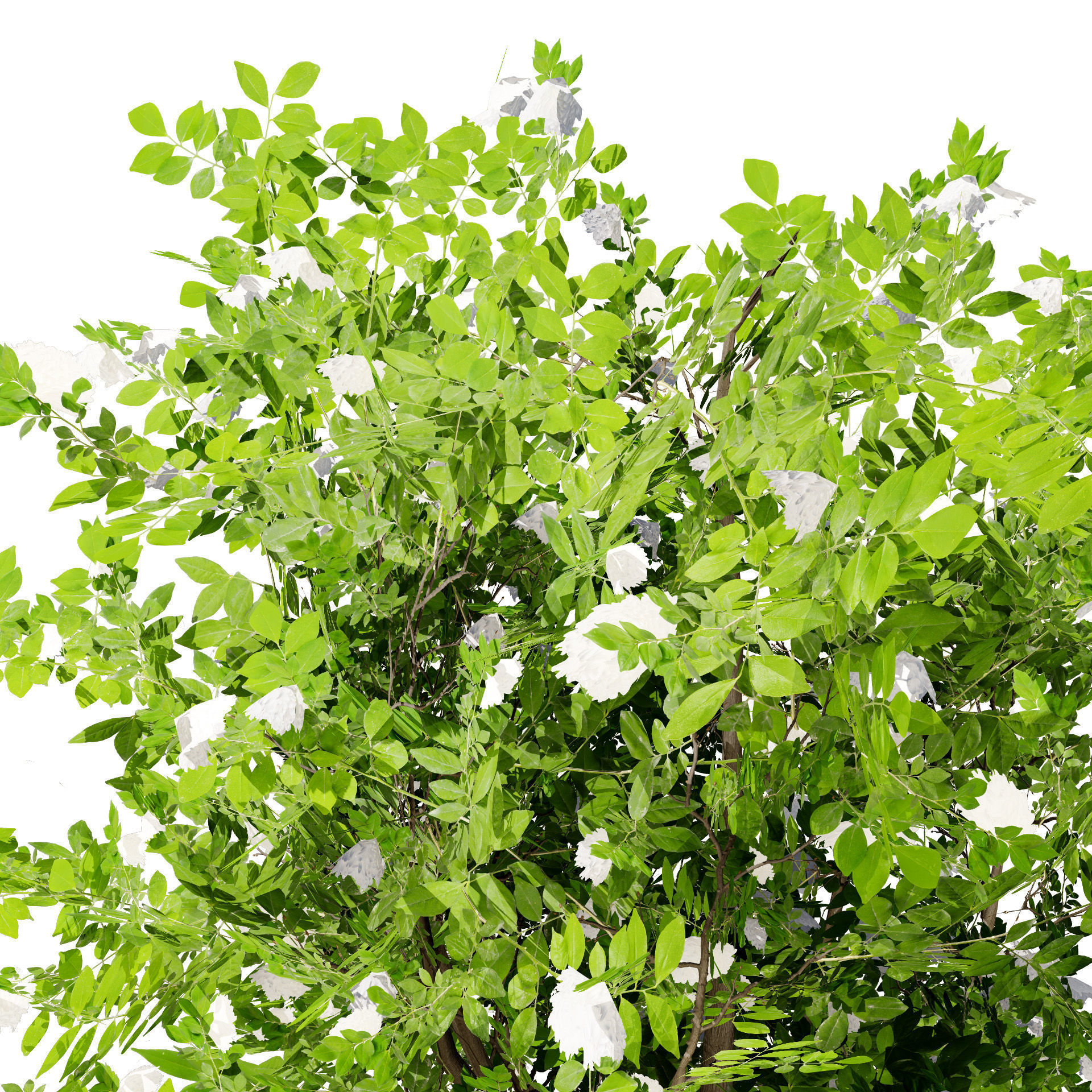 Japanese Privet 3D Model Low-poly 3D model_7