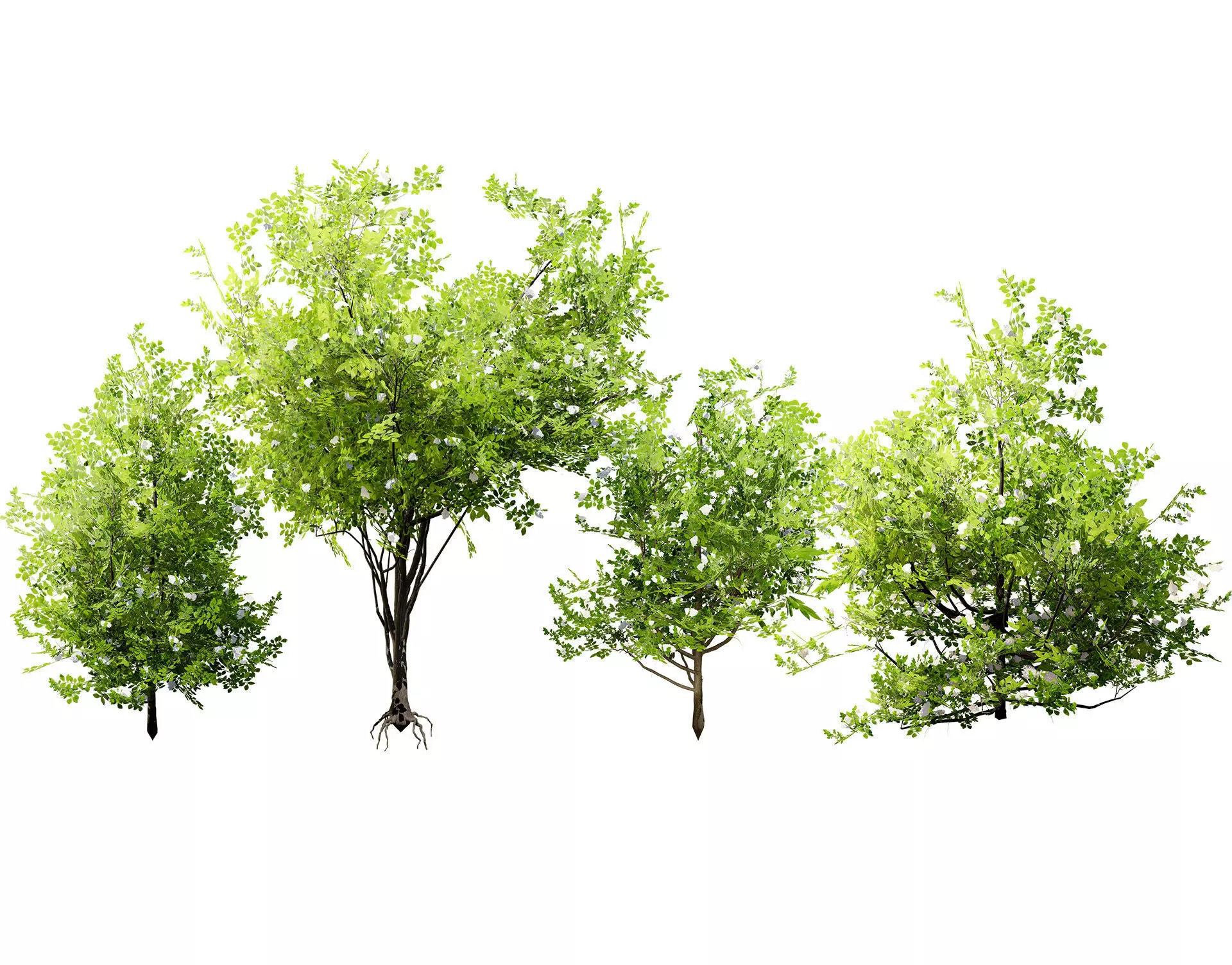 Japanese Privet 3D Model Low-poly 3D model_0