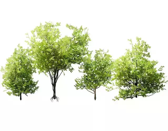 Japanese Privet 3D Model