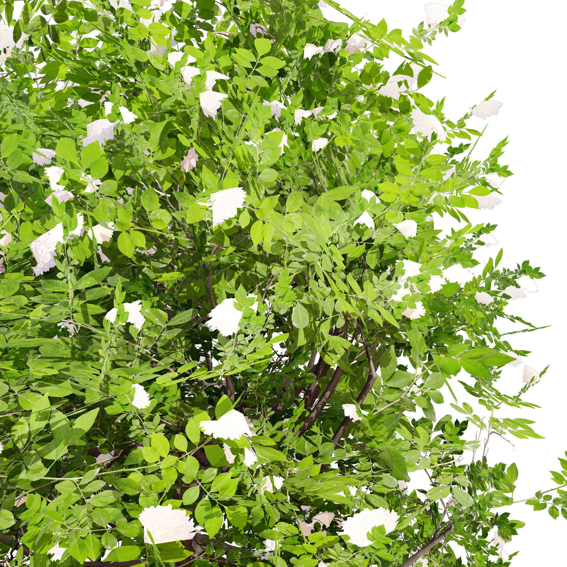 Japanese Privet 3D Model Low-poly 3D model_8