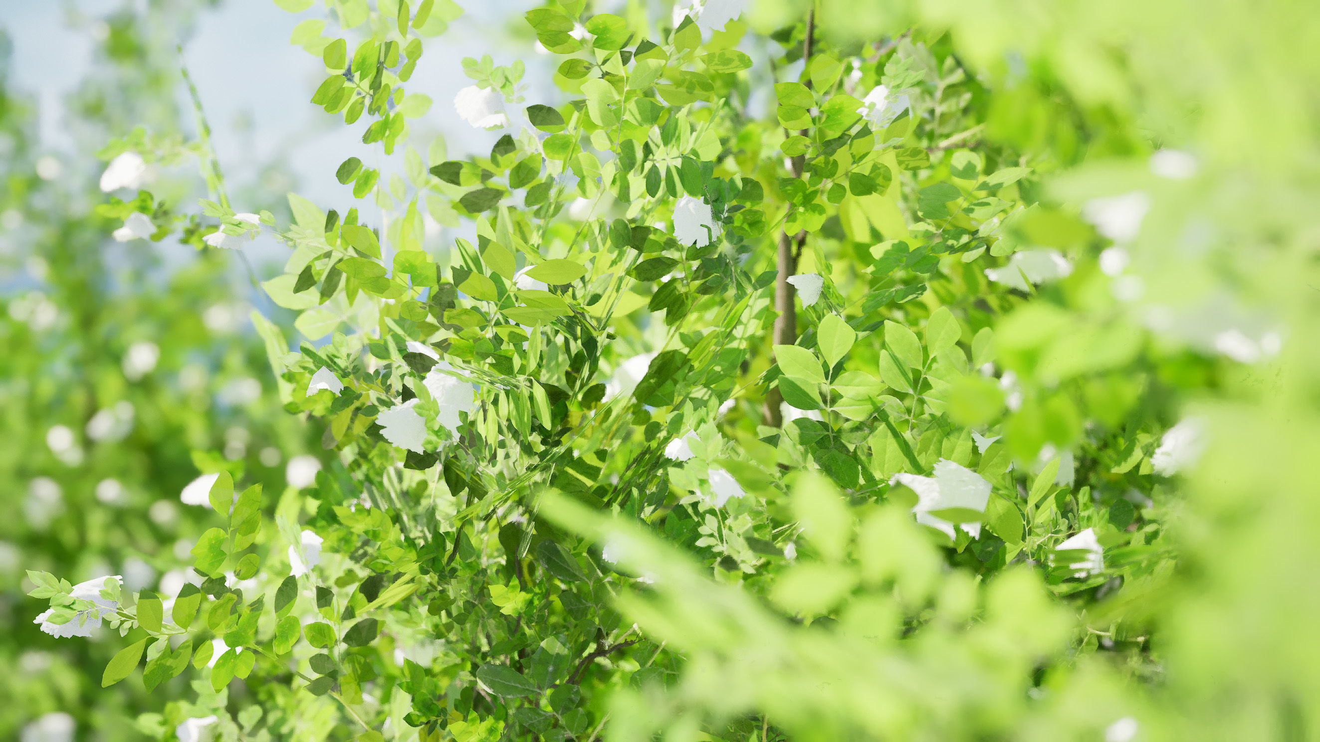 Japanese Privet 3D Model Low-poly 3D model_6