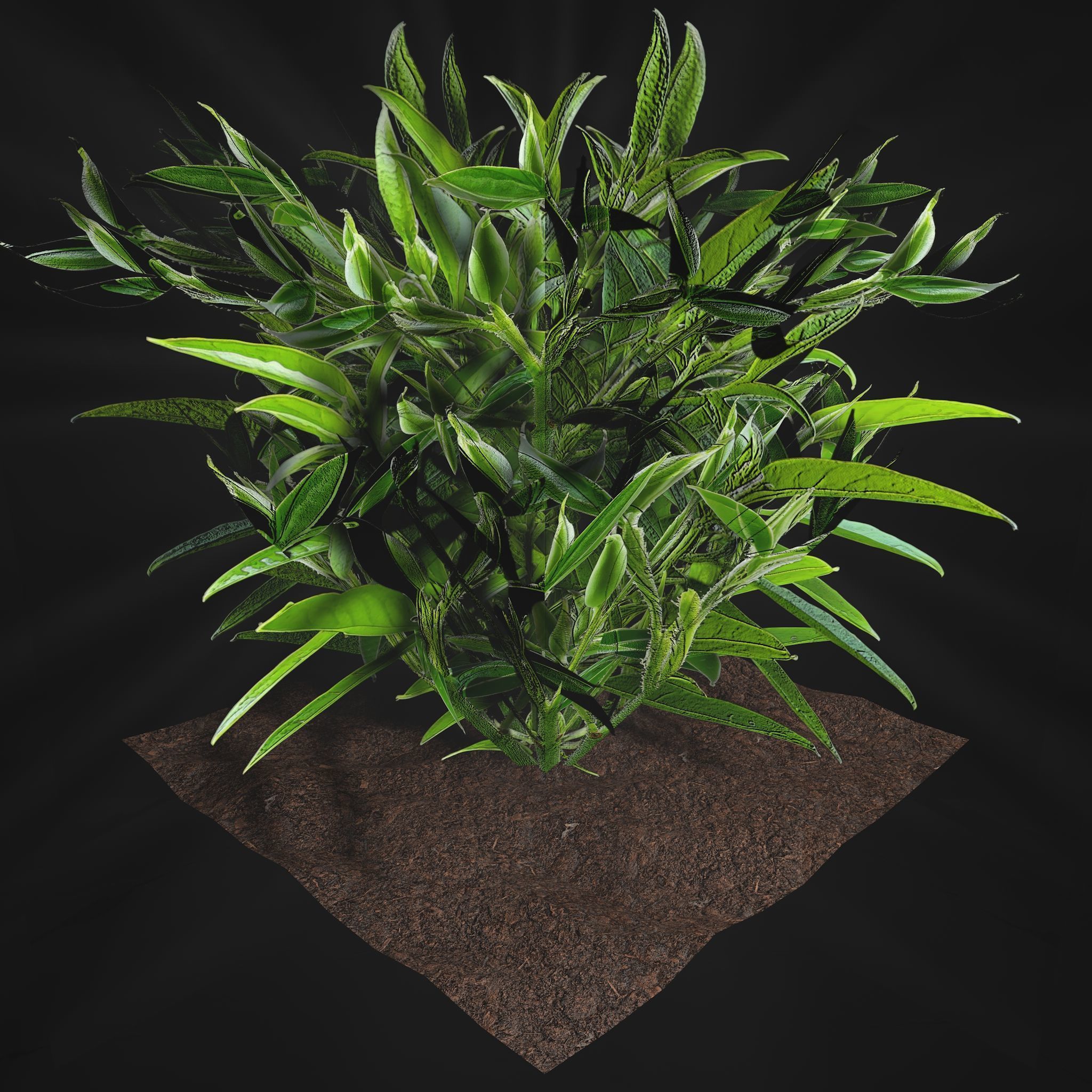 Valars Plant Pack 3D model_3
