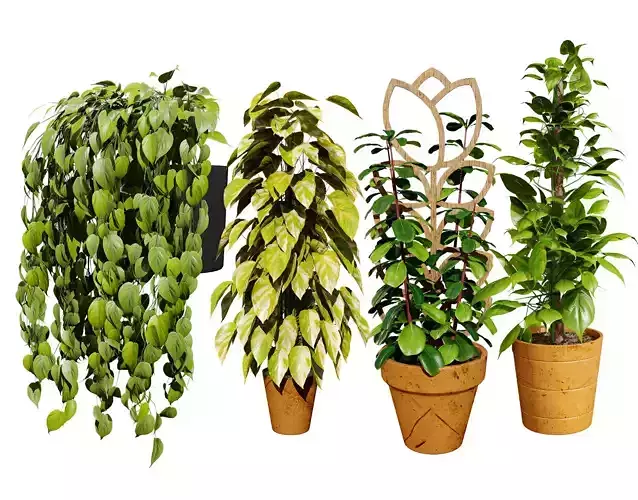 Realistic Sindoor Pothos 3D Model Low-poly 3D model