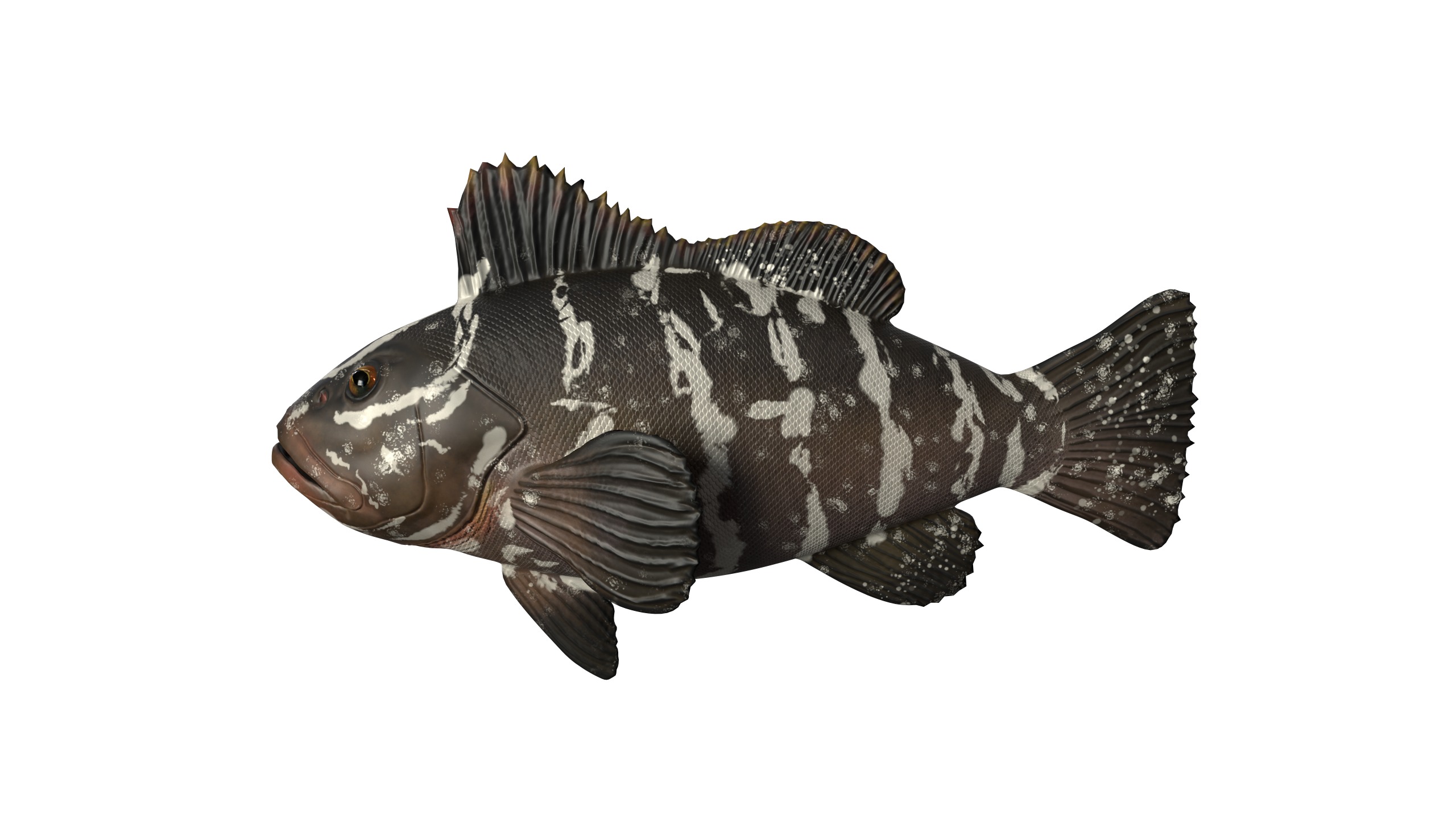 FISH MODEL Low-poly 3D model_1
