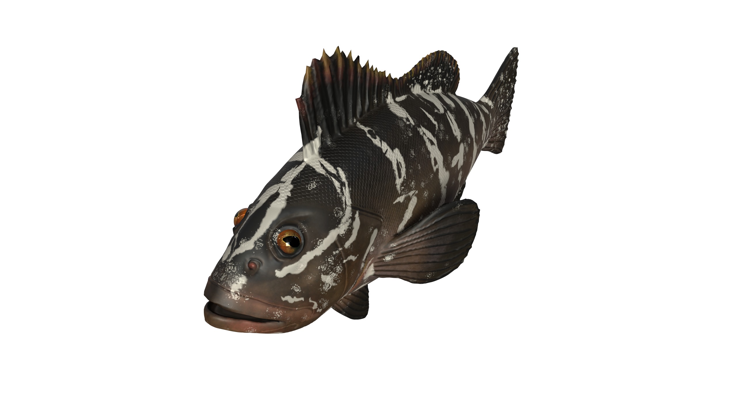 FISH MODEL Low-poly 3D model_2