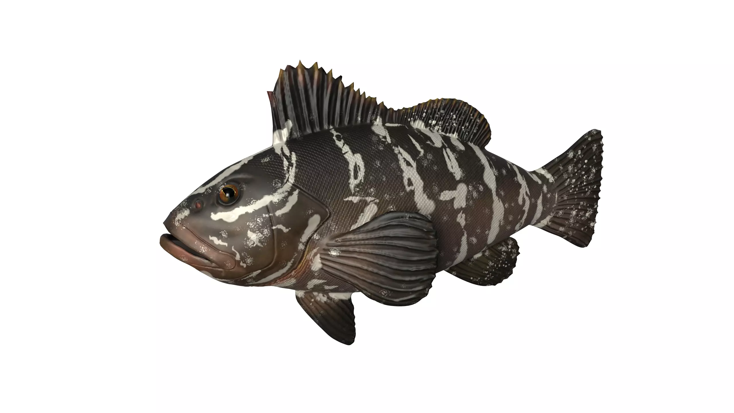 FISH MODEL Low-poly 3D model_0