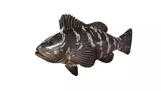 FISH MODEL