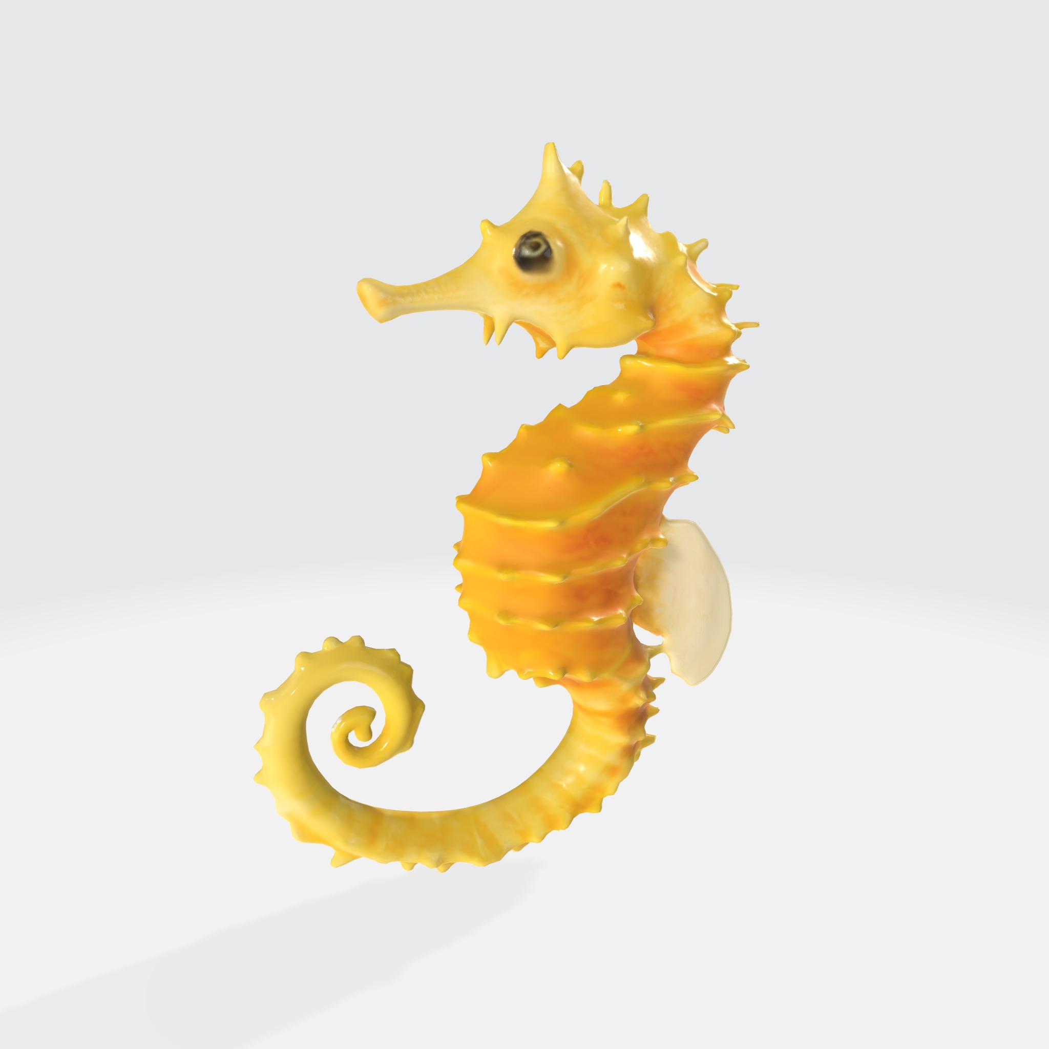 Seahorse with elongated body 3D model_2