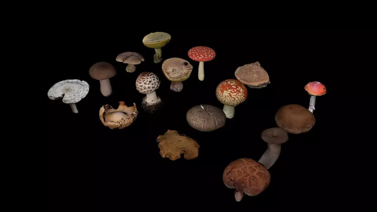 Many Mushrooms with nice texture Low-poly 3D model_0