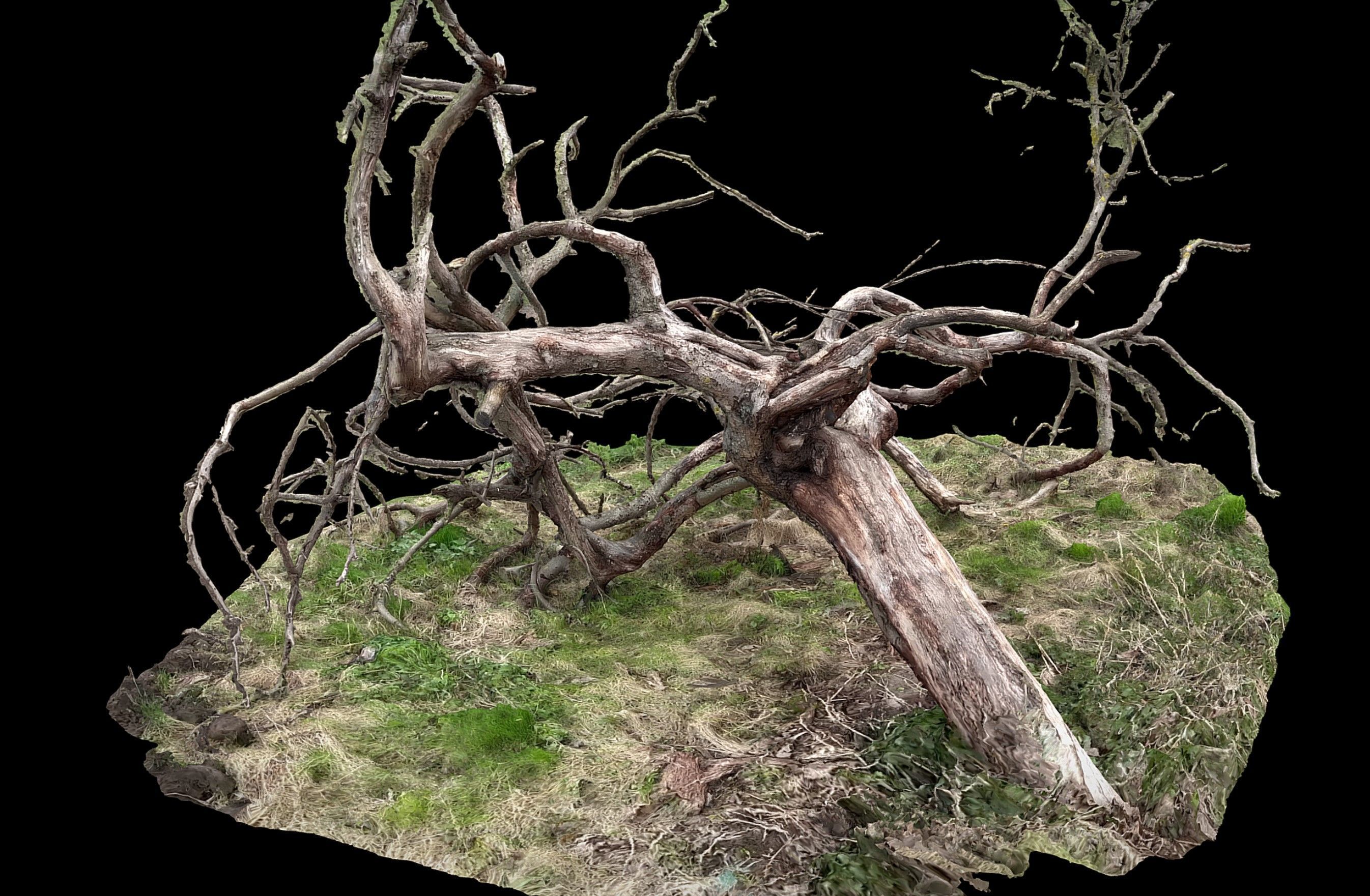 tree fallen dry branches RAW photogrammetry Low-poly 3D model_1