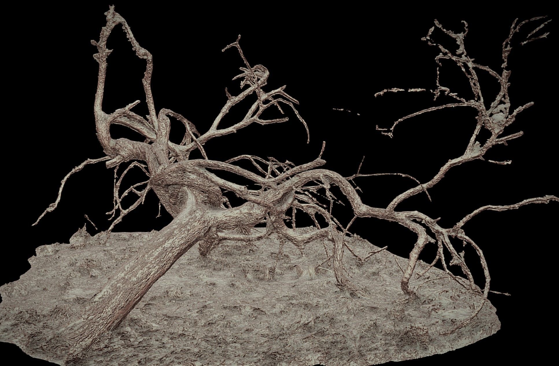 tree fallen dry branches RAW photogrammetry Low-poly 3D model_3