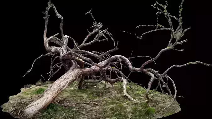 tree fallen dry branches RAW photogrammetry