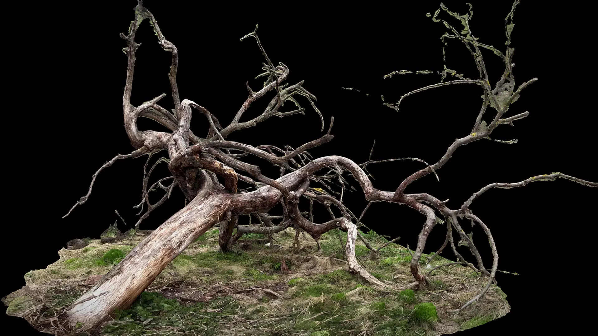 tree fallen dry branches RAW photogrammetry Low-poly 3D model_0