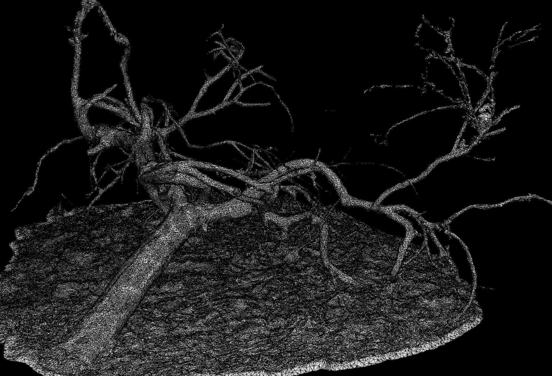 tree fallen dry branches RAW photogrammetry Low-poly 3D model_4