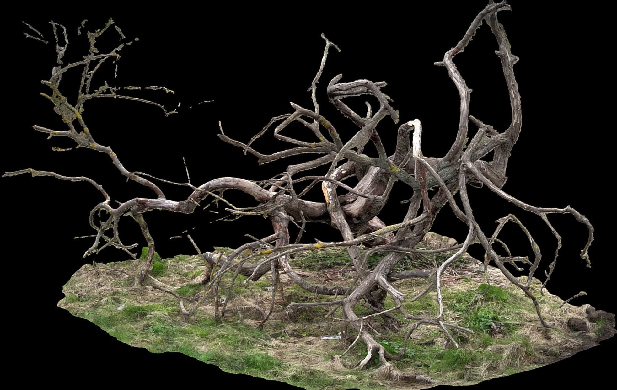 tree fallen dry branches RAW photogrammetry Low-poly 3D model_2