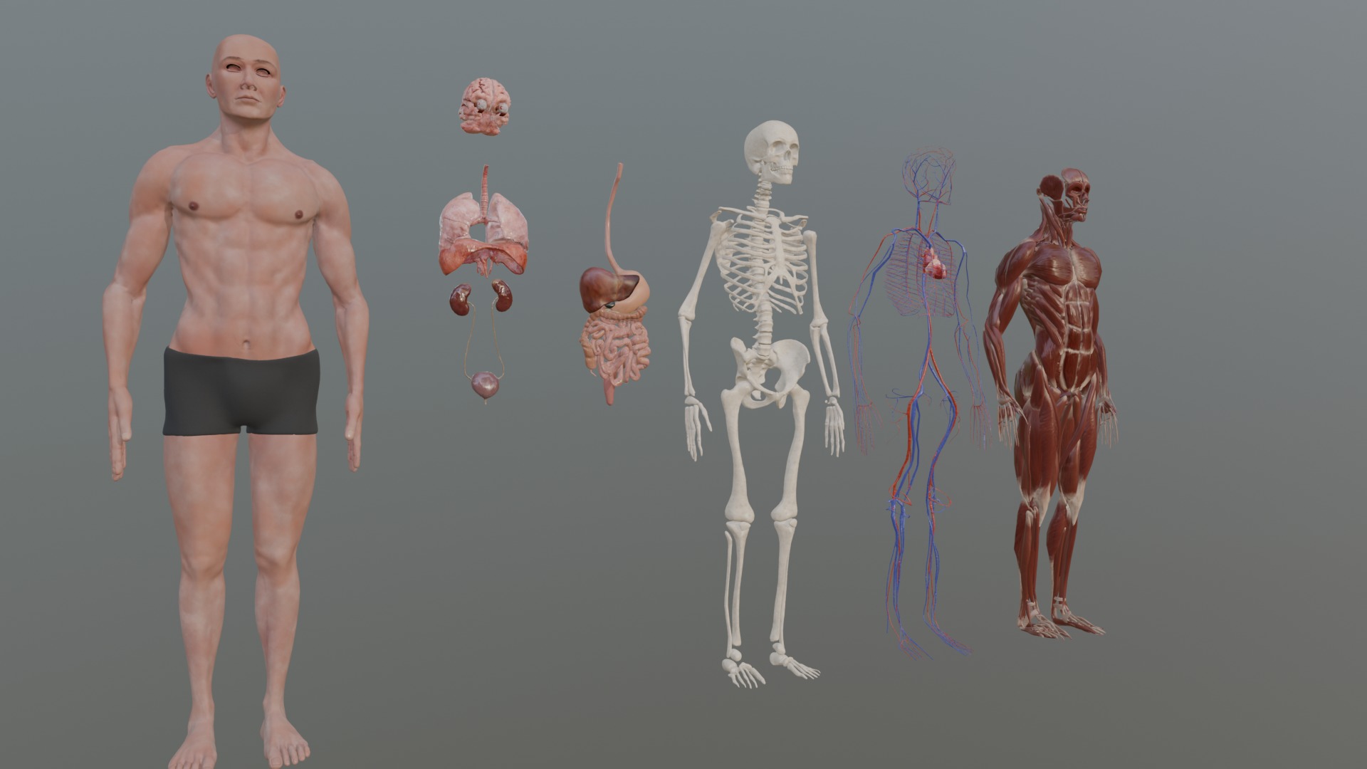 Character Anatomy high-quality animated respiratory system 3D model_5