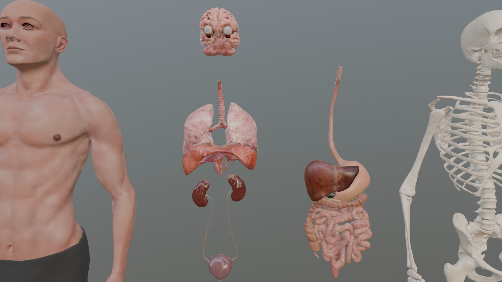Character Anatomy high-quality animated respiratory system 3D model_9