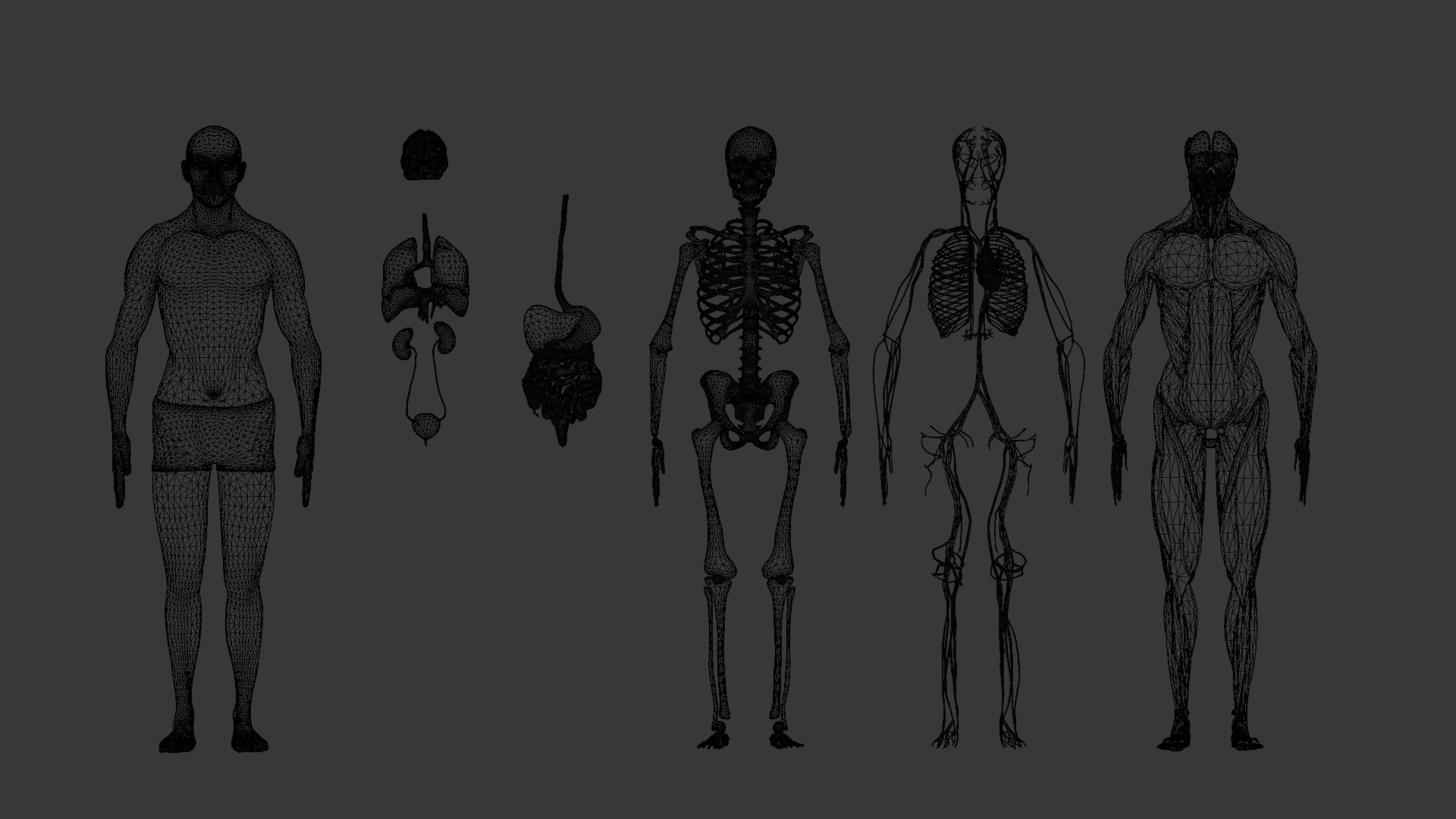 Character Anatomy high-quality animated respiratory system 3D model_11