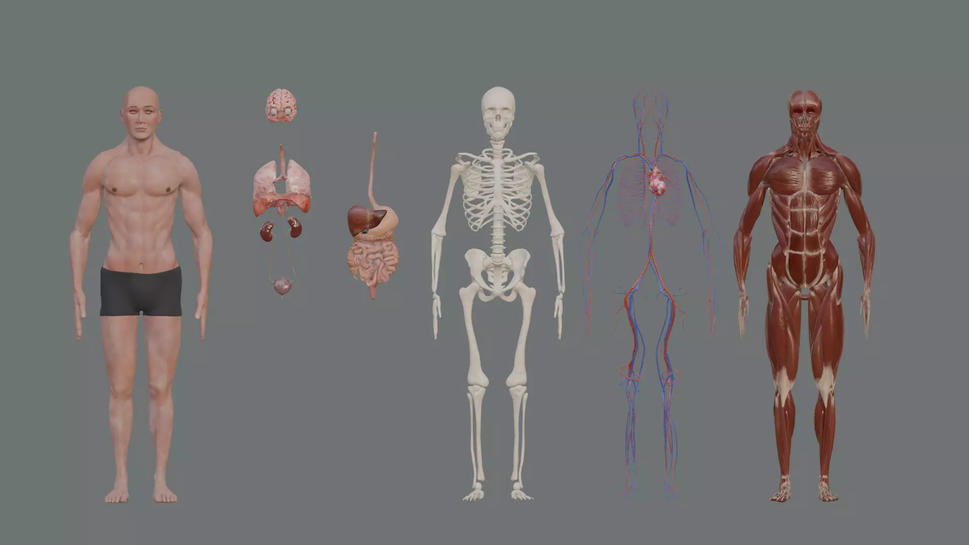 Character Anatomy high-quality animated respiratory system 3D model_0