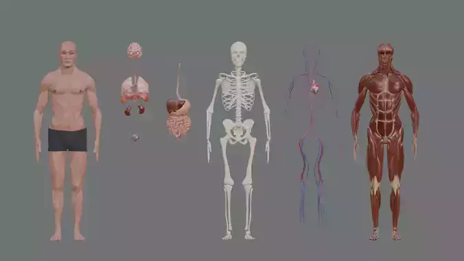 Character Anatomy high-quality animated respiratory system 3D model