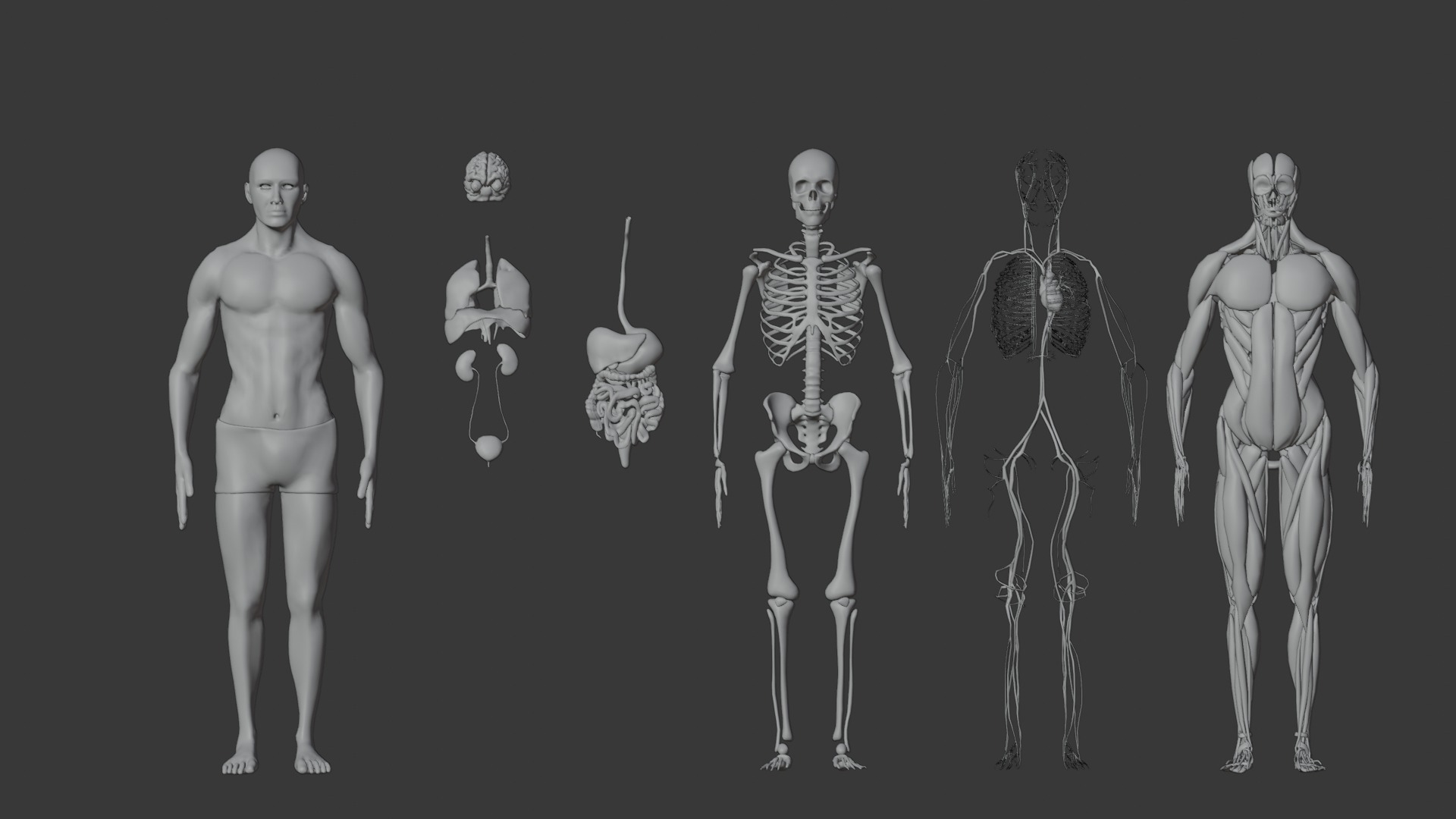 Character Anatomy high-quality animated respiratory system 3D model_10