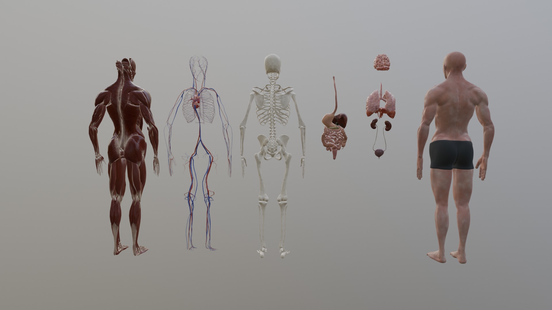 Character Anatomy high-quality animated respiratory system 3D model_6