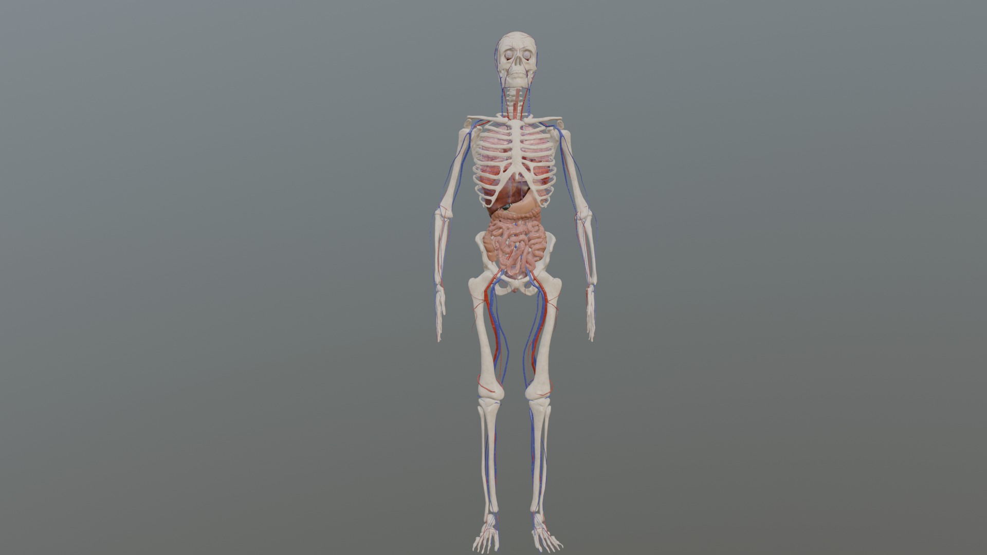 Character Anatomy high-quality animated respiratory system 3D model_4