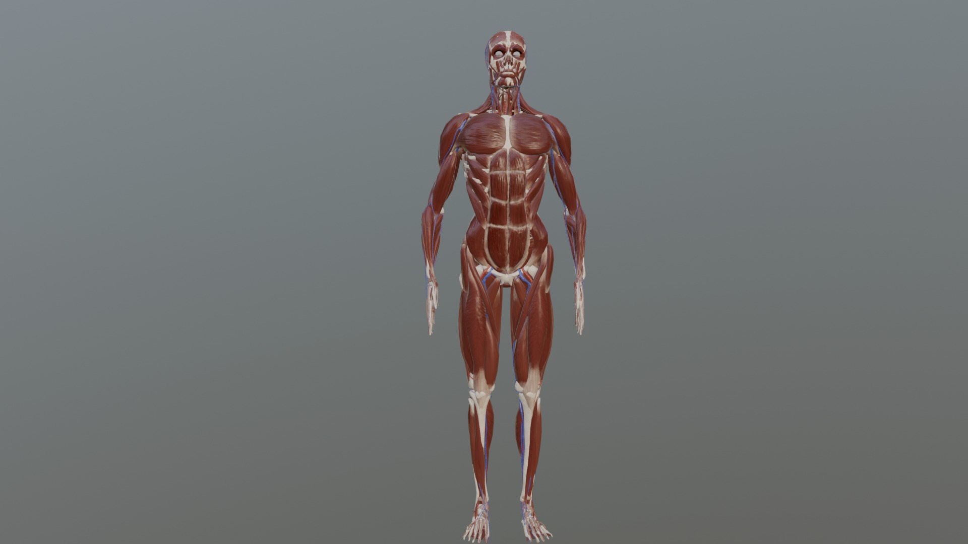 Character Anatomy high-quality animated respiratory system 3D model_3