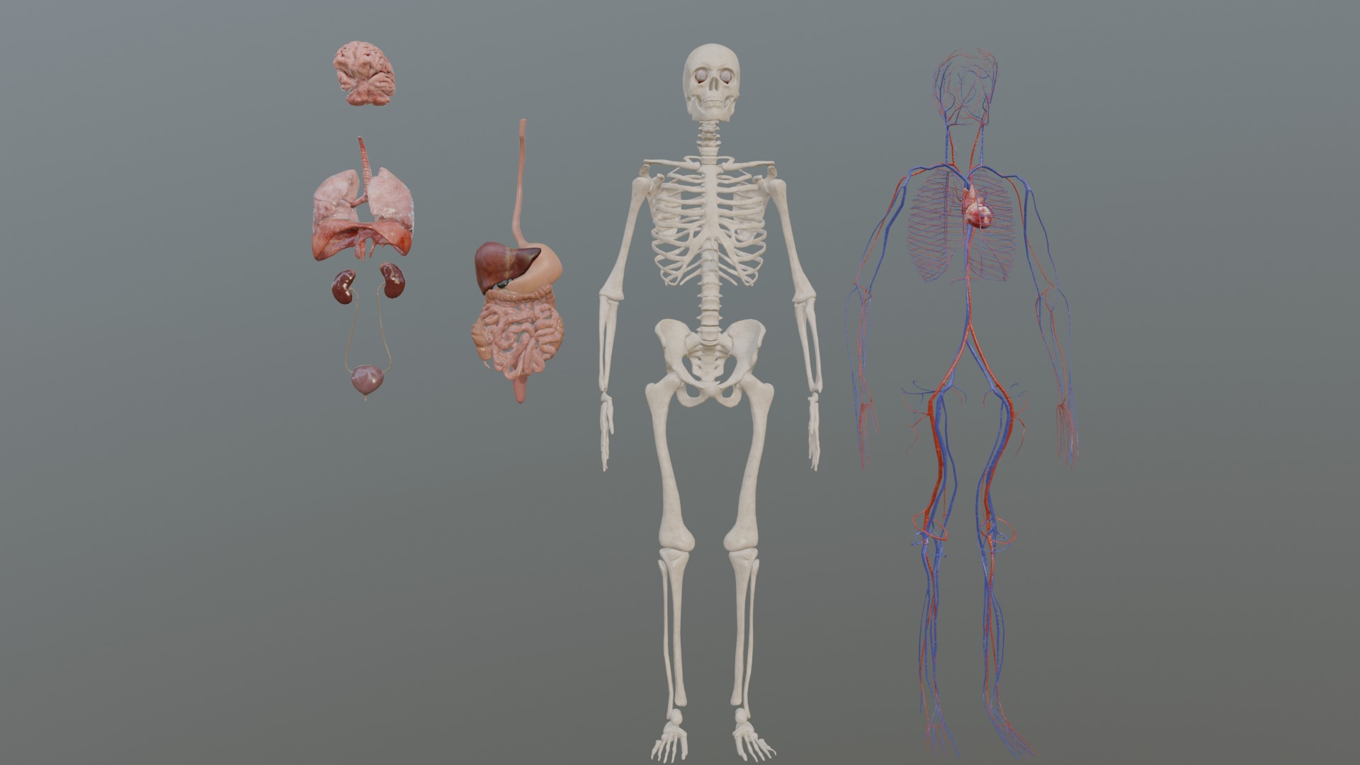 Character Anatomy high-quality animated respiratory system 3D model_8