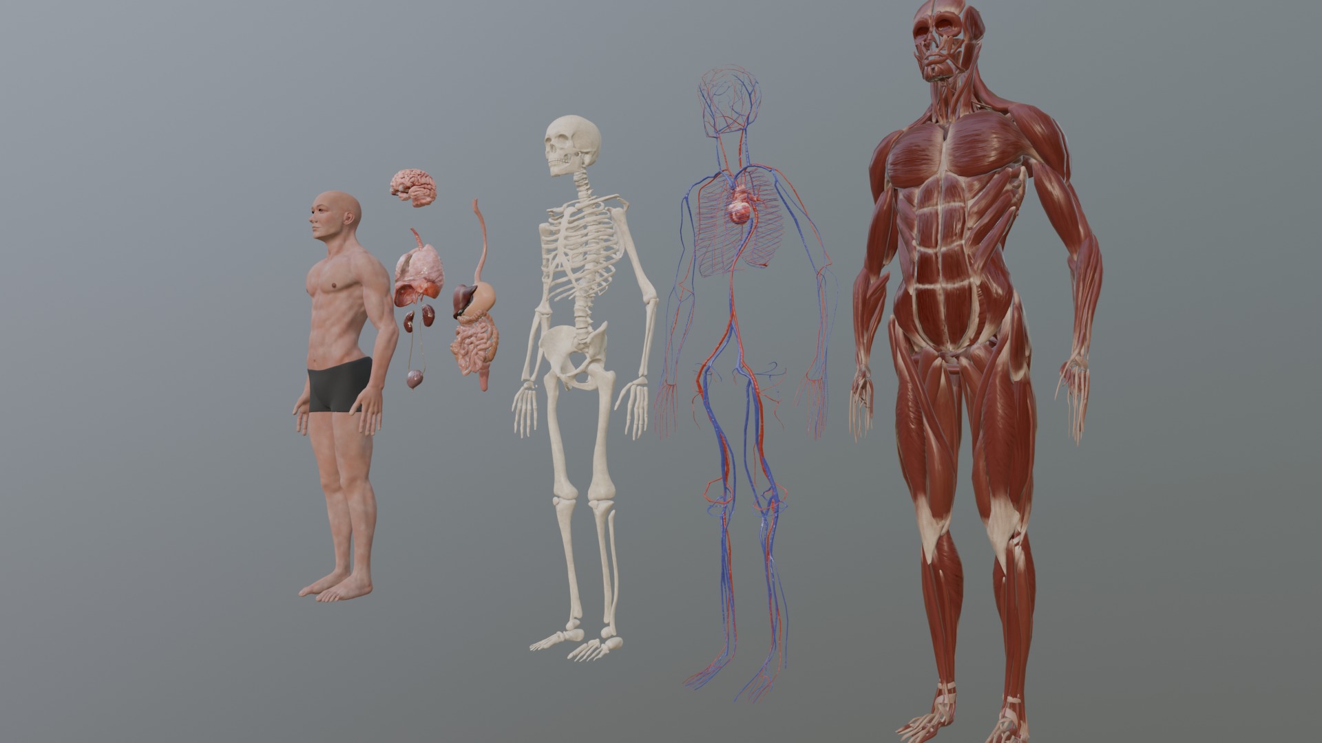 Character Anatomy high-quality animated respiratory system 3D model_7