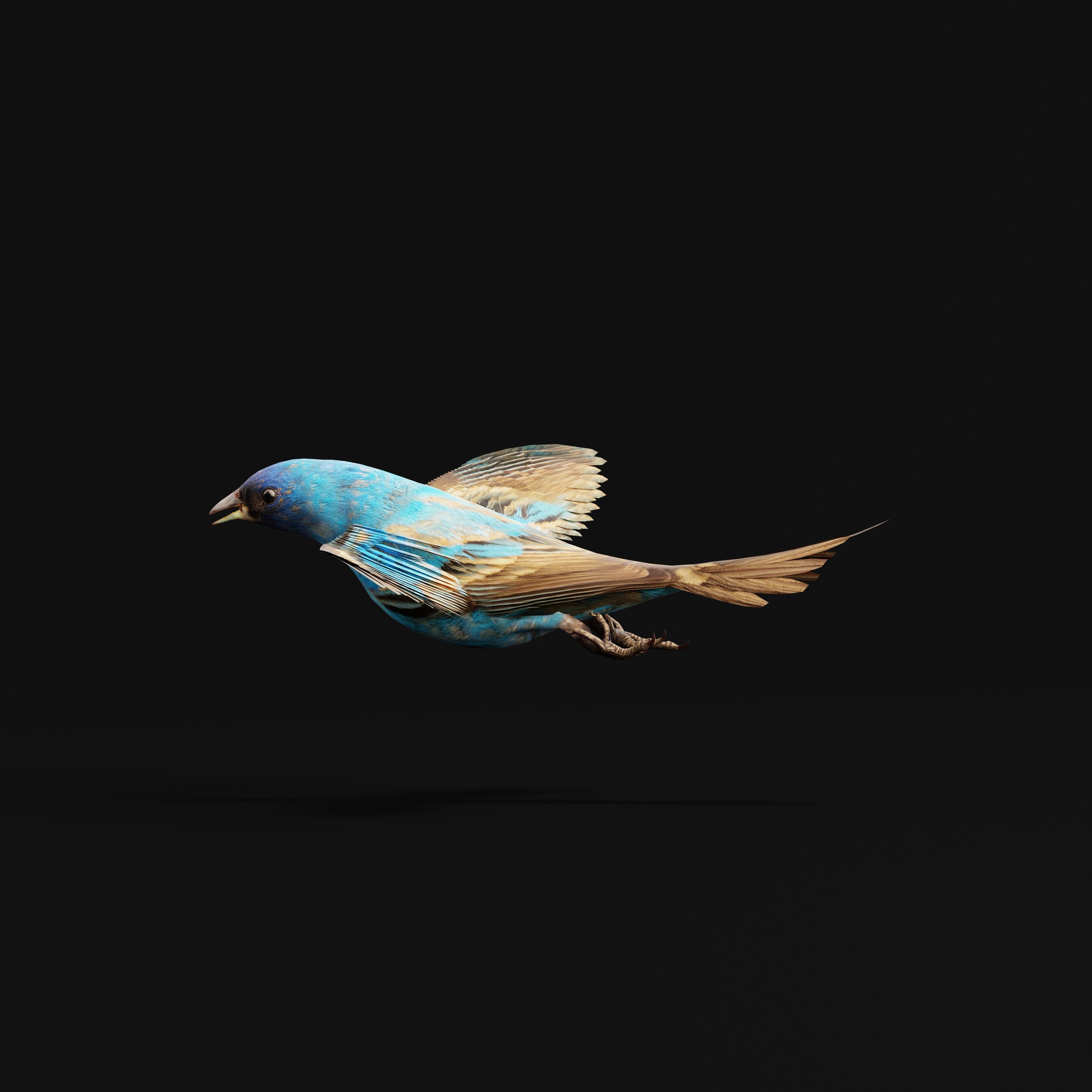 Indigo Bunting Blue Bird Low-poly 3D model_6