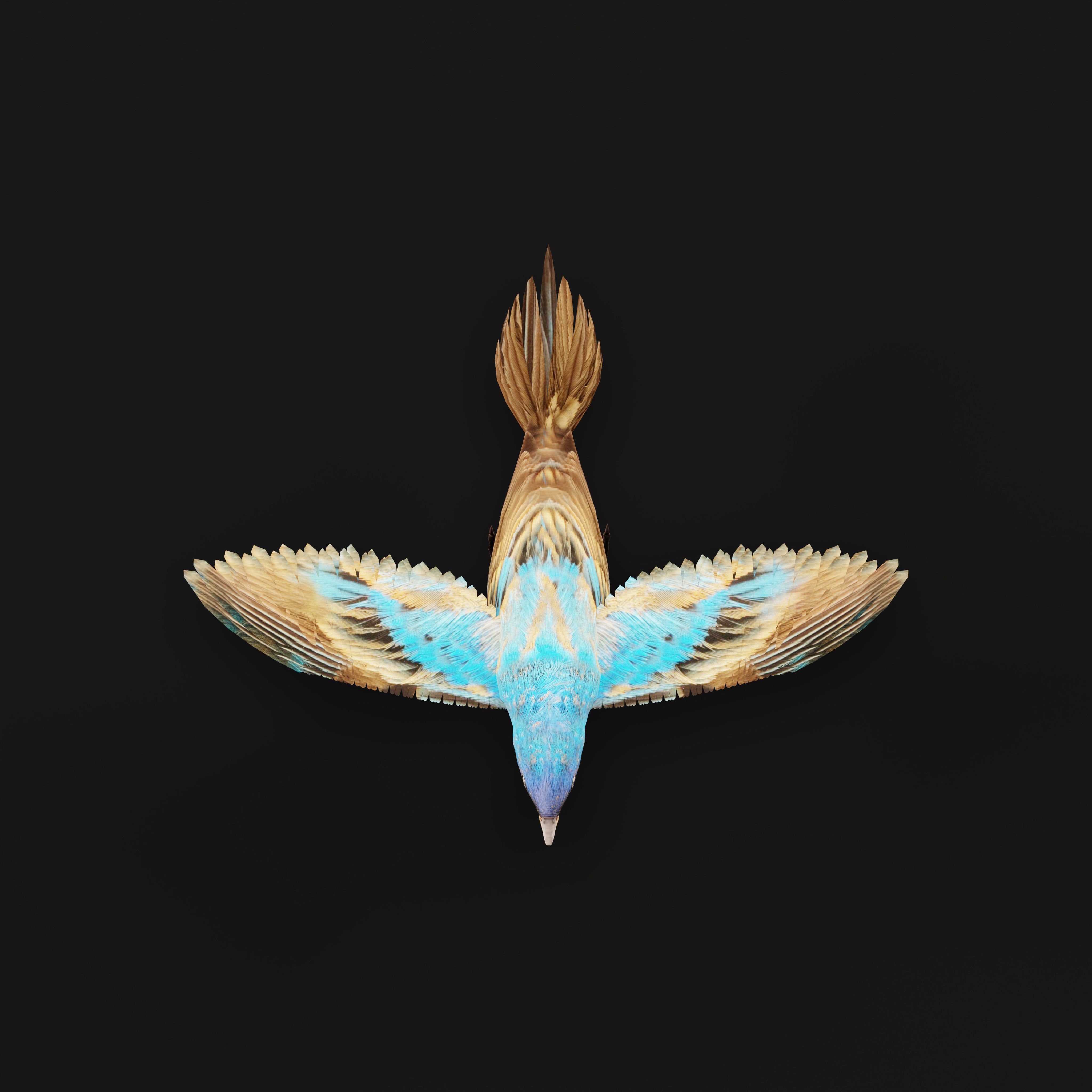 Indigo Bunting Blue Bird Low-poly 3D model_8
