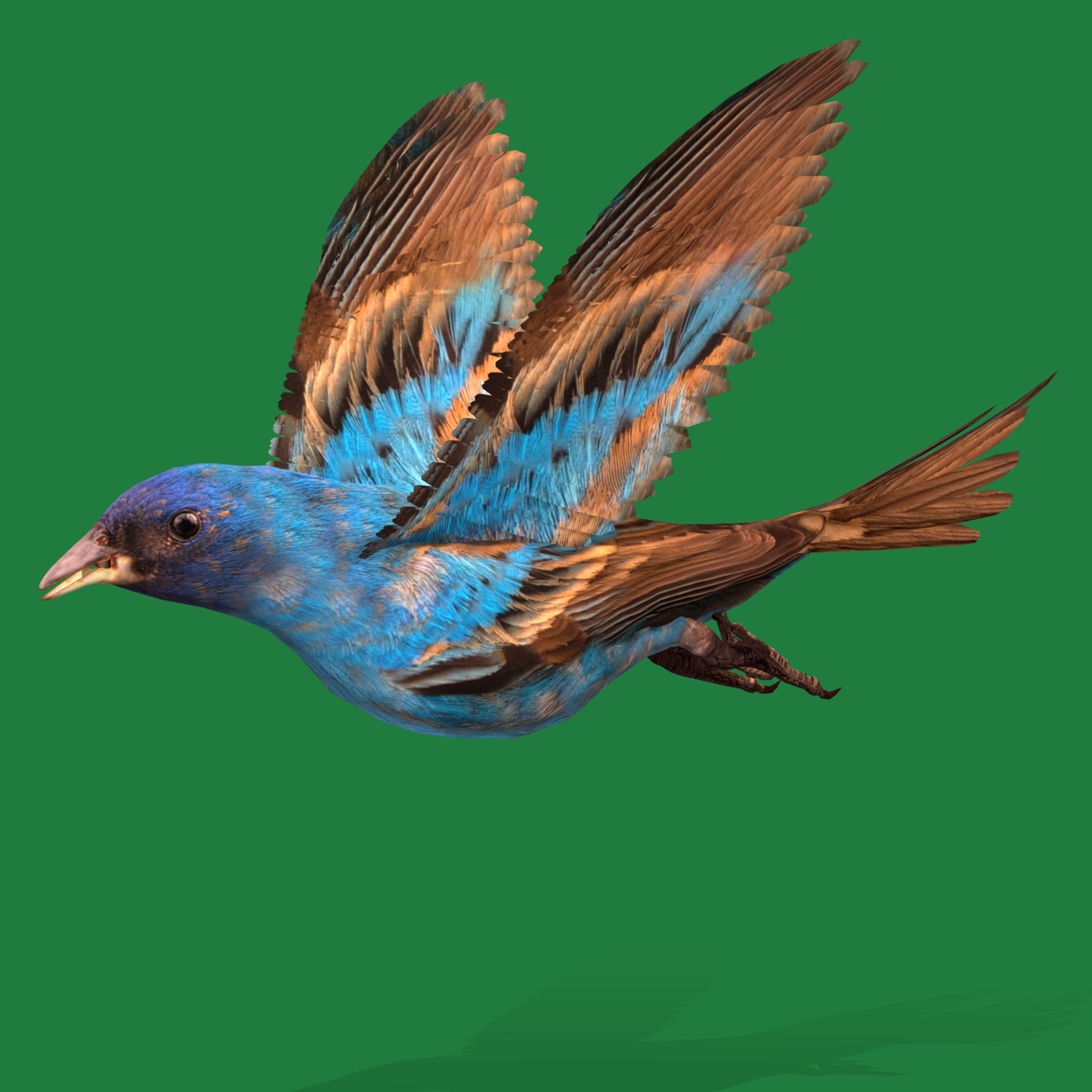 Indigo Bunting Blue Bird Low-poly 3D model_37